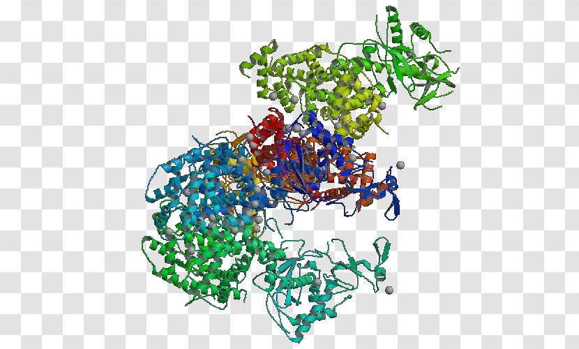 Dicer Ribonuclease Giardia Lamblia Small Interfering RNA Hydrolase - Area Transparent PNG