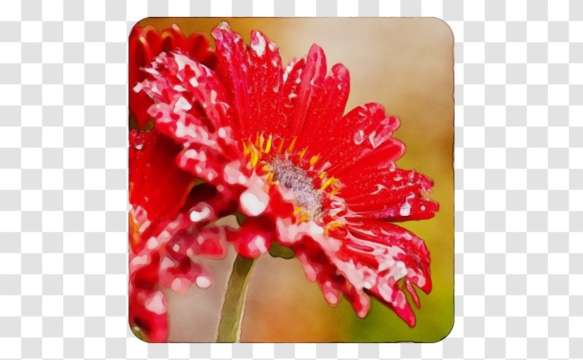 Watercolor Flower Background - Garden - Perennial Plant Daisy Family Transparent PNG