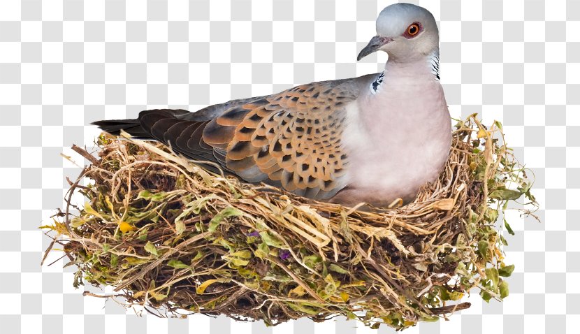 Bird Nest Photograph Image - Empty Syndrome - Blowing A Kiss Husband Transparent PNG