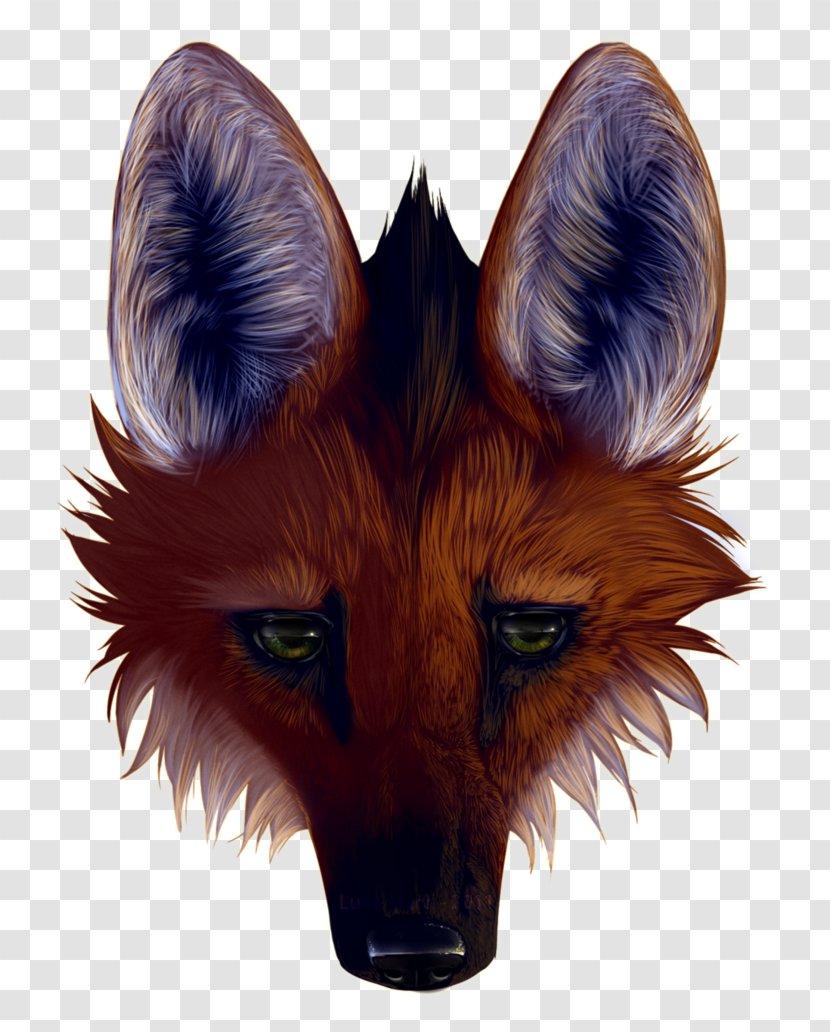 Red Fox Gray Wolf Maned Panthera Drawing - Carnivoran Transparent PNG