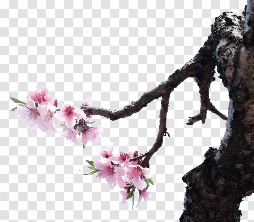 National Cherry Blossom Festival Petal - Spring - Blossoms Transparent PNG
