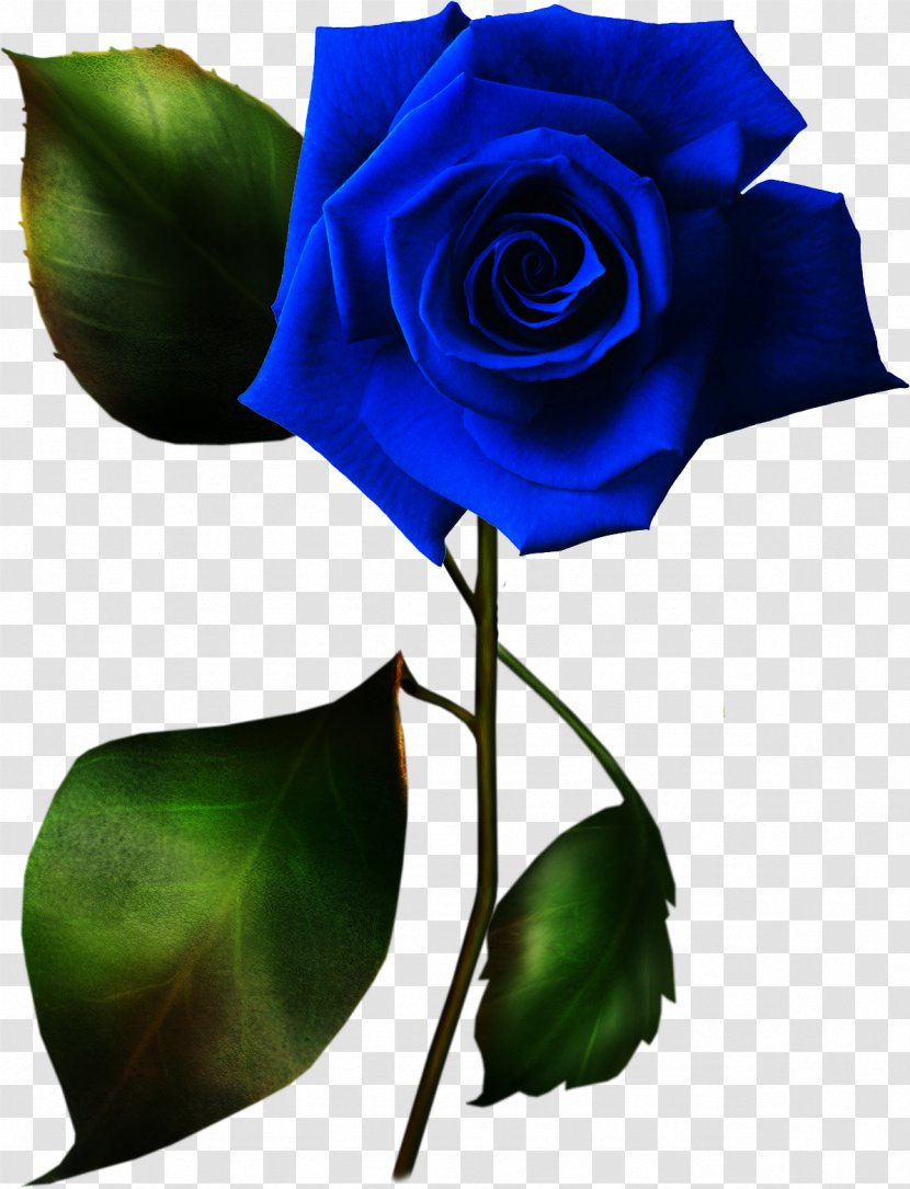 Rose Clip Art - Blue - Lilac Transparent PNG