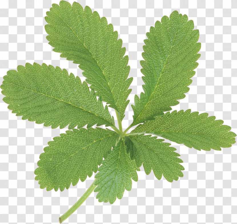 Leaf Green - Herbalism Transparent PNG