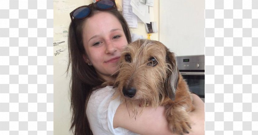 Dog Breed Petit Basset Griffon Vendéen Otterhound Companion Death - Drug Allergy Transparent PNG