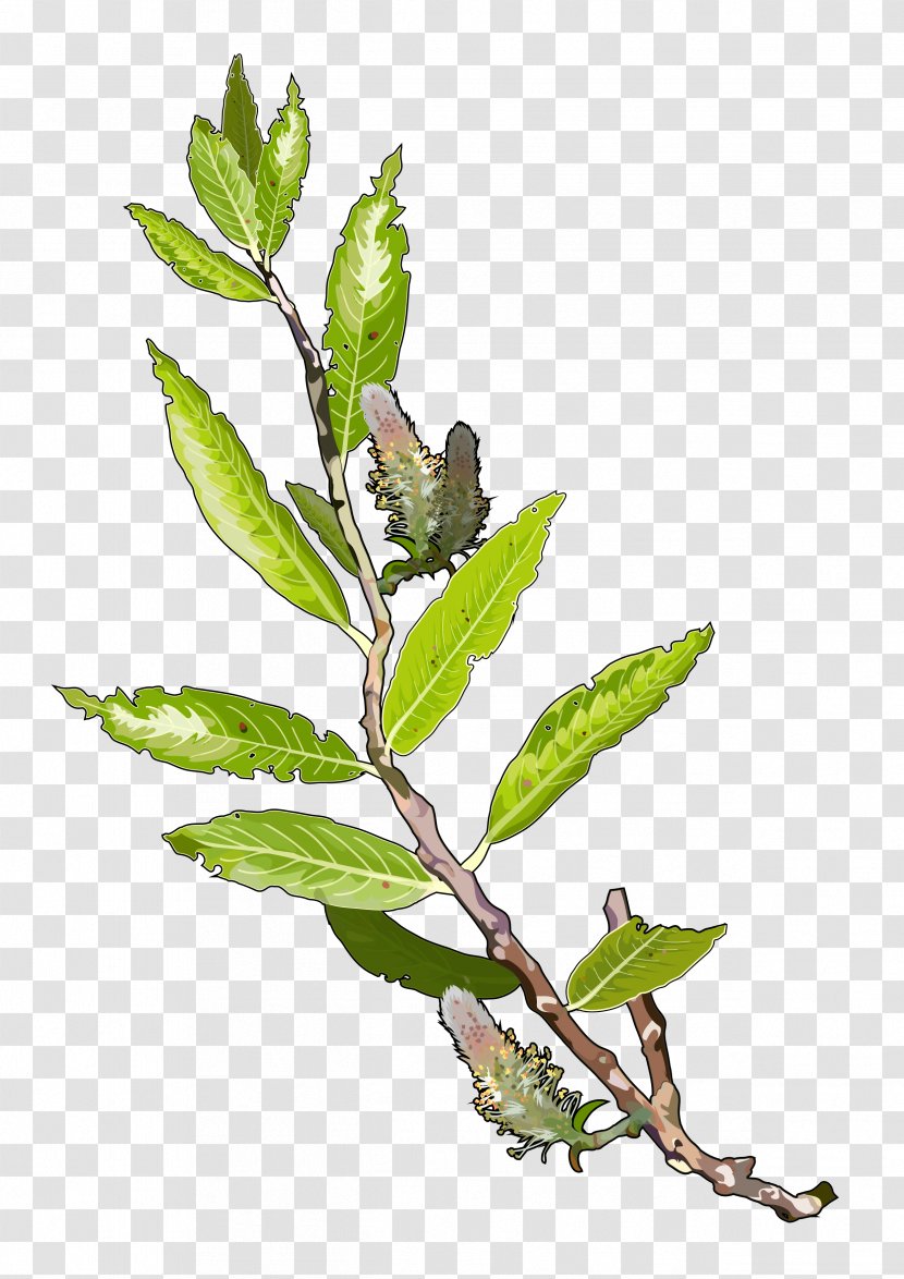 Tree Plant Branch Leaf Salix Alba - Canariensis - ID Transparent PNG