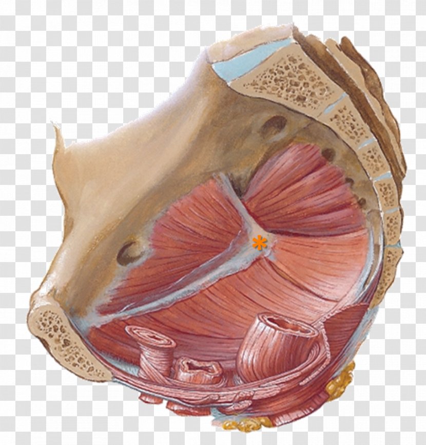 Pelvic Floor Pelvis Thoracic Diaphragm Perineum Anatomy - Silhouette Transparent PNG