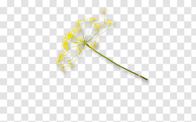 Petal Plant Stem Twig Leaf Flowering - Flower Transparent PNG