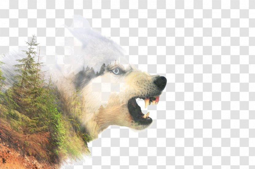 Siberian Husky Stock Photography Anger - Snout Transparent PNG