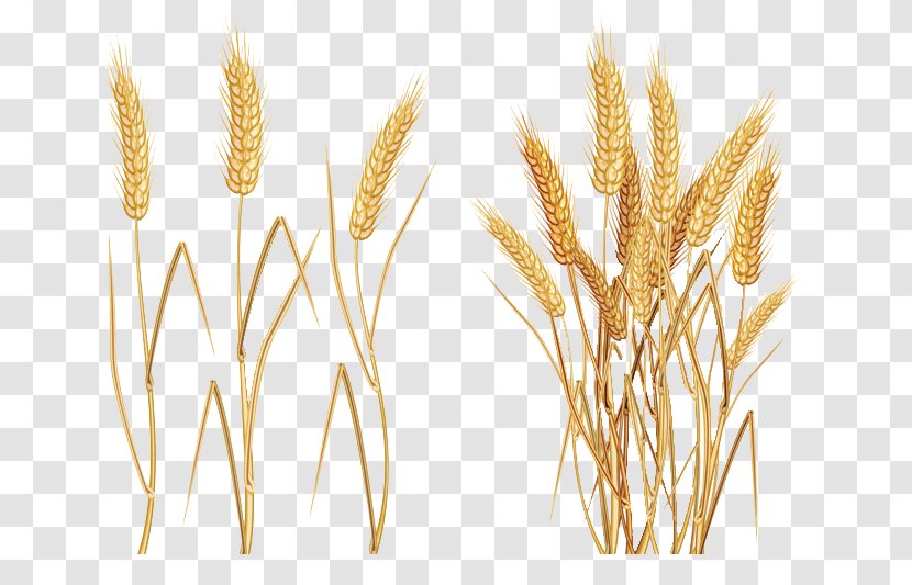 Common Wheat Ear Clip Art - Food - Rice Transparent PNG