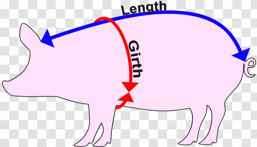 Domestic Pig Cattle Measurement Weight - Livestock Transparent PNG