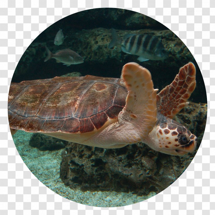 Loggerhead Sea Turtle Acuario De Gijón Aquarium Box Turtles Transparent PNG