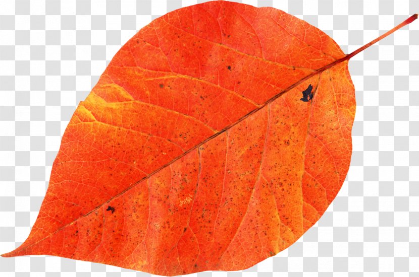 Autumn Leaf Color Stock Photography Image Transparent PNG