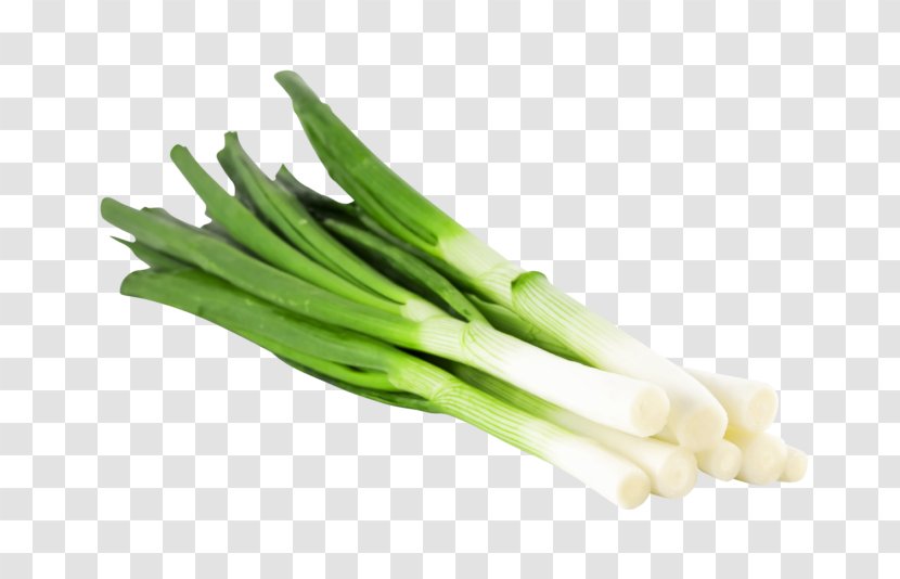 Scallion Spanish Onions Vegetable Welsh Onion Stock Photography - Shallot - Spring Green Transparent PNG