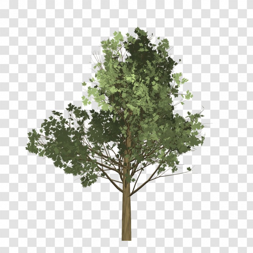 Branch Tree Maple Oak - Green Transparent PNG