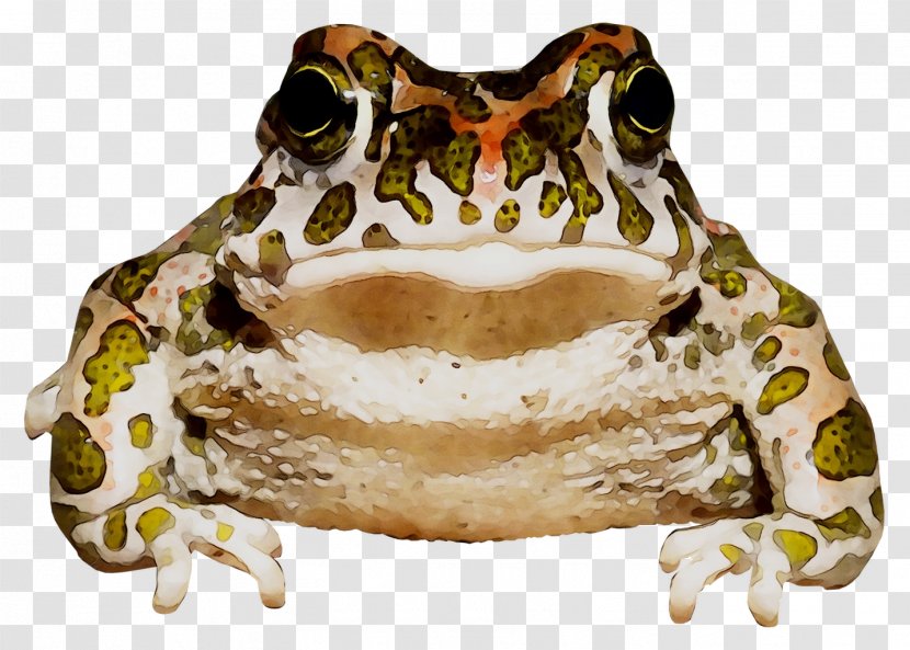 American Bullfrog True Frog Toad Jaw Terrestrial Animal Transparent PNG