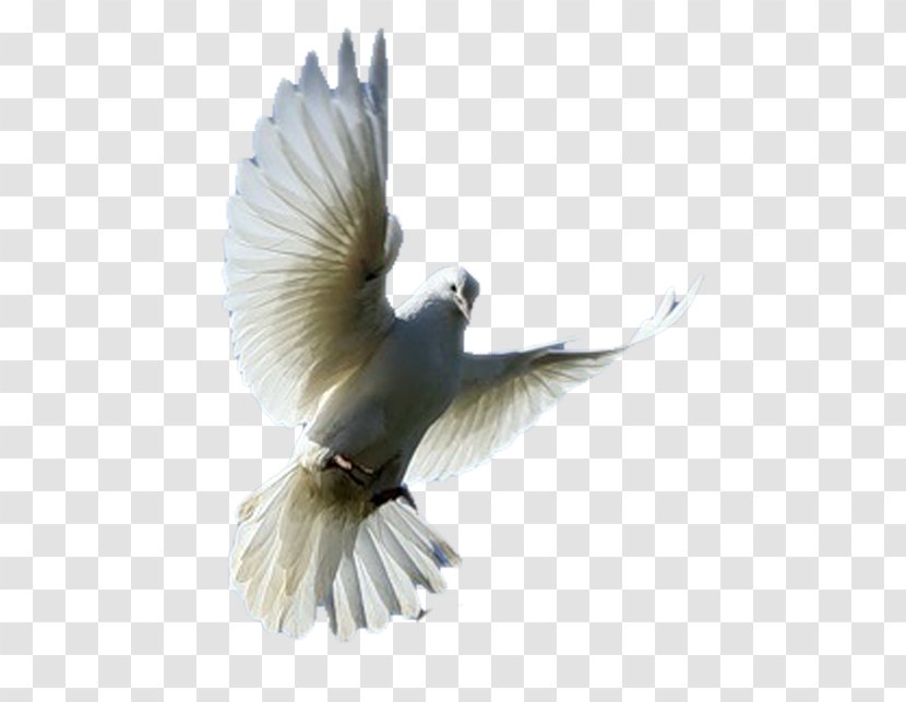Bird Columbidae Homing Pigeon Clip Art - Domestic Transparent PNG