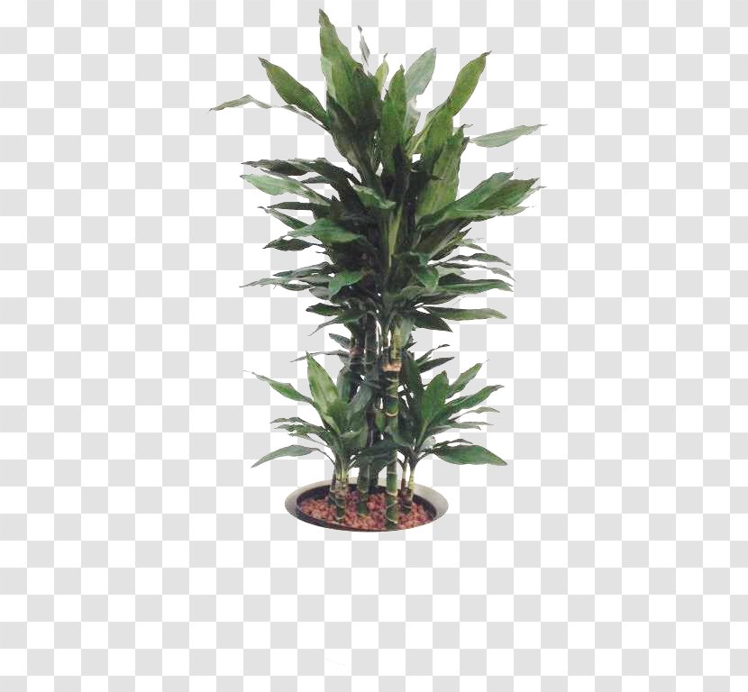 Tree Flowerpot Houseplant Yucca - Shrub Transparent PNG