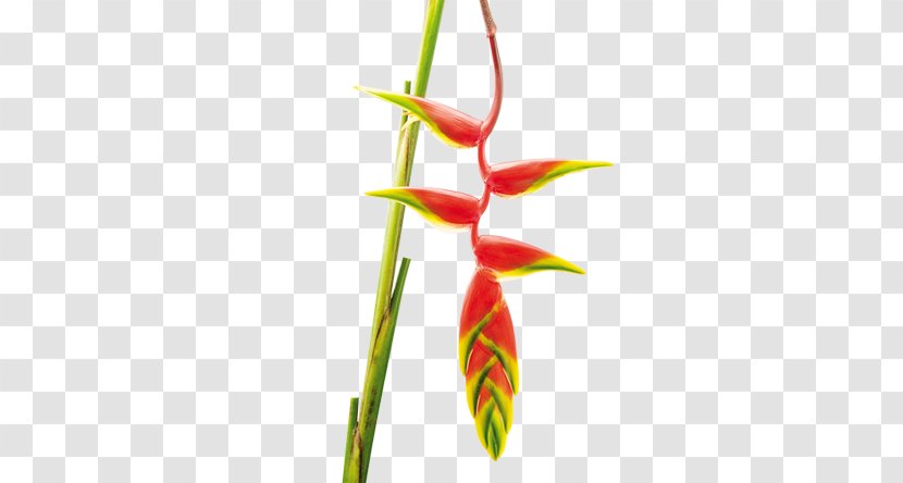 False Bird Of Paradise Flower Plants Heliconia Wagneriana Psittacorum - Lobsterclaws - Tropical Transparent PNG