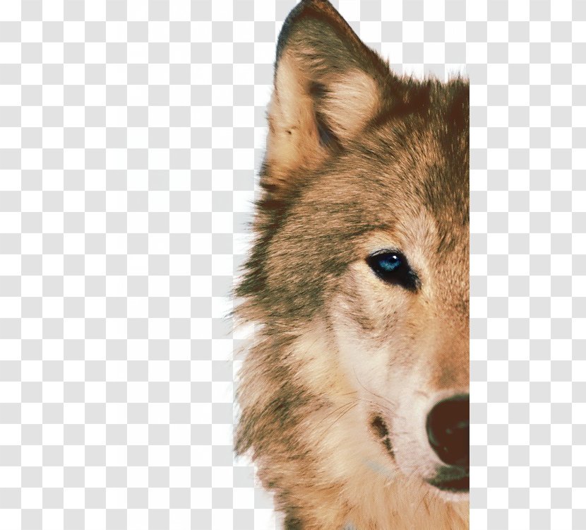 Siberian Husky Arctic Wolf African Wild Dog Animal Blue - East Laika - Half Face Design Elements To Pull The Free Transparent PNG