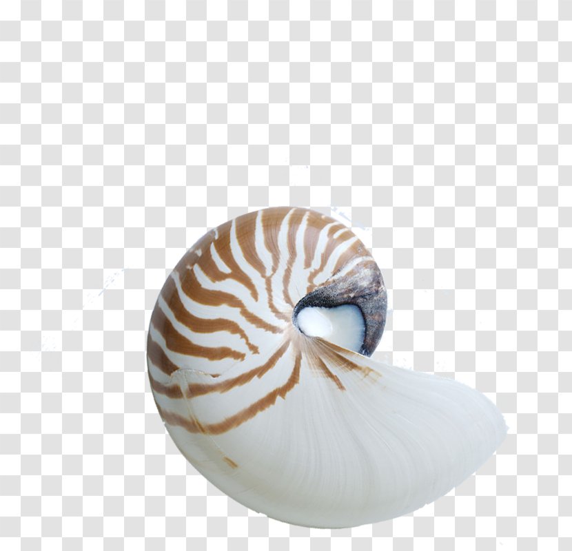 Chambered Nautilus Seashell Gastropod Shell Sea Snail - Seawater Transparent PNG