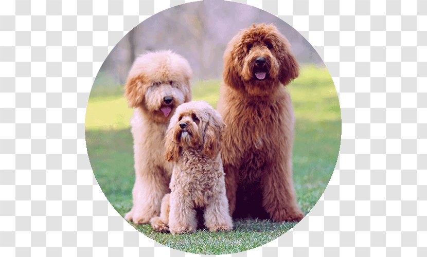 Miniature Poodle Cockapoo Standard Labradoodle Toy - Hypoallergenic - Puppy Transparent PNG