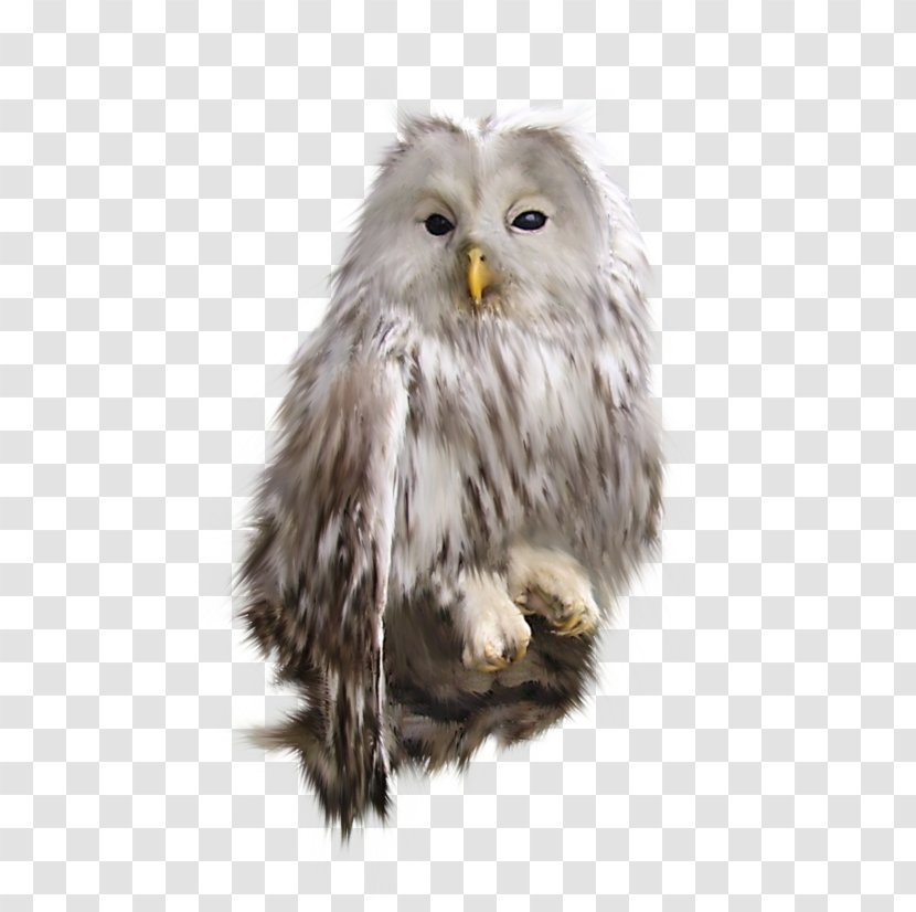 Owl Bird Clip Art - Blog Transparent PNG