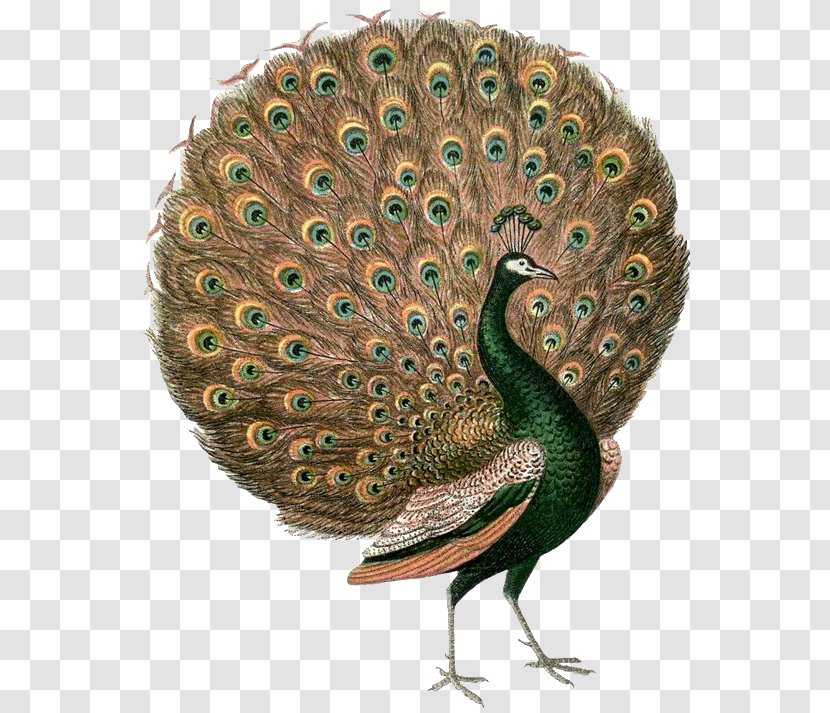Asiatic Peafowl Vintage Clothing Wall Decal Feather - Peacock Opens The Screen Transparent PNG