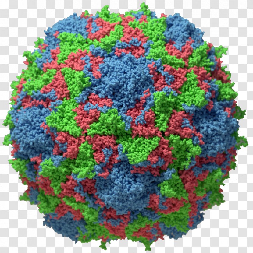 Poliovirus Capsid Poliomyelitis Viral Replication - Vaccine - Bill Gate Transparent PNG
