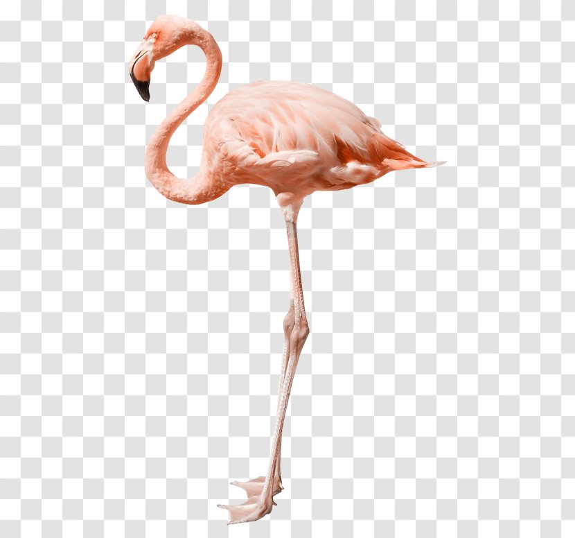 Flamingo Stock Photography Royalty-free - Mural Transparent PNG