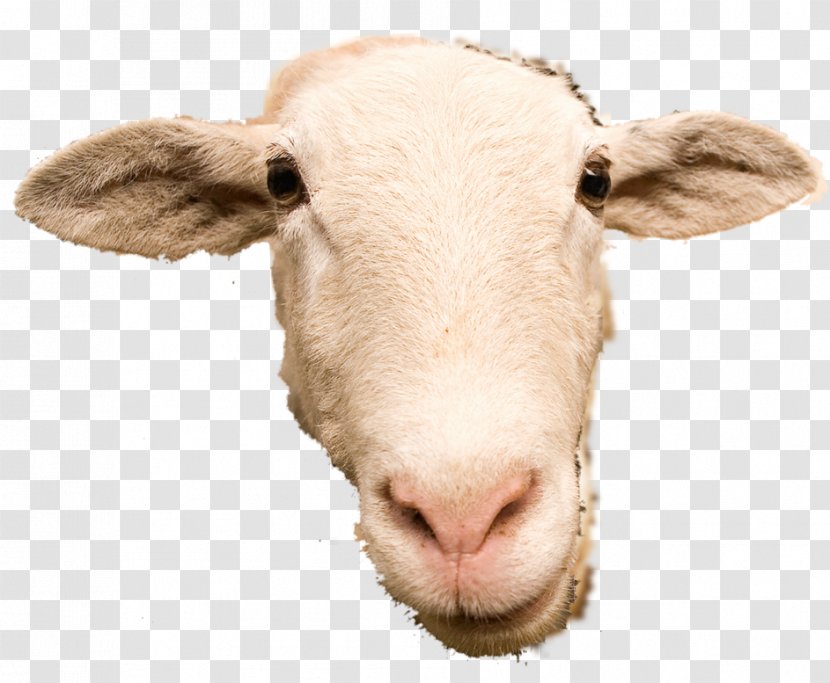 Scottish Blackface Goat Cattle Caprinae - Cow Family - Sheep Transparent PNG
