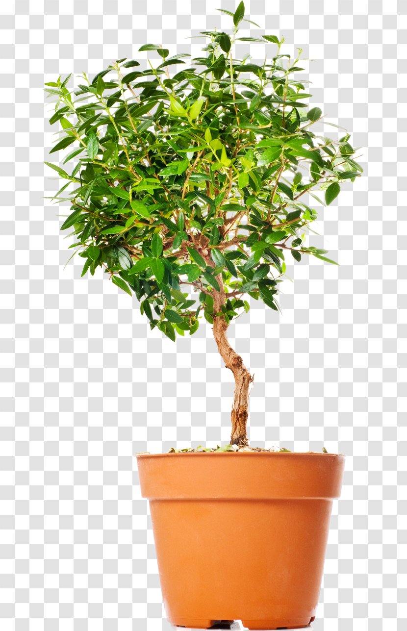 Tree Chinese Sweet Plum Flowerpot Bonsai Photography - Ornamental Plant - Bannet Icon Transparent PNG