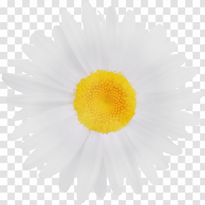 Watercolor Flower Background - Ta - Daisy Family Pollen Transparent PNG