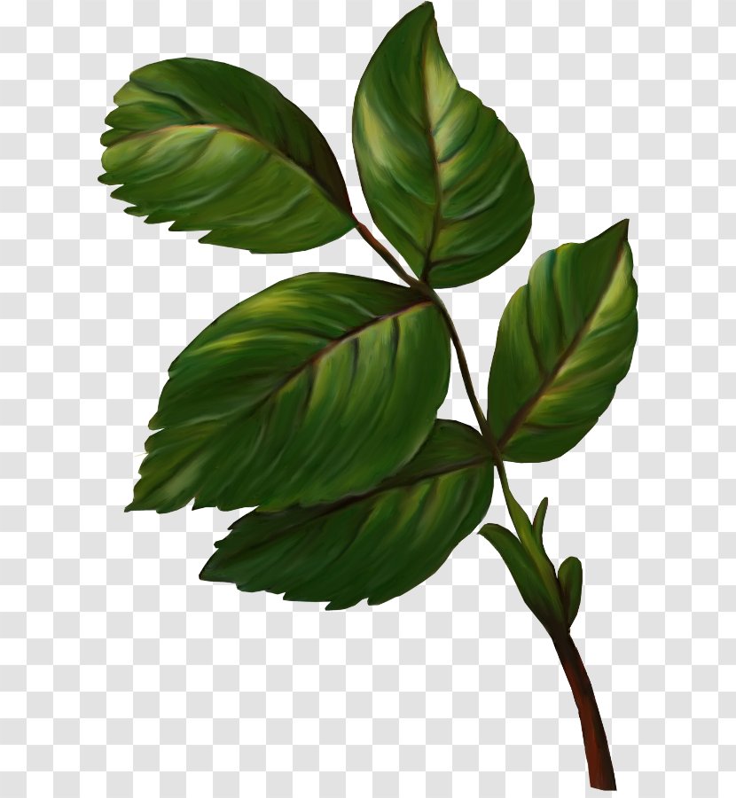 Clip Art - Plant - Branch Transparent PNG