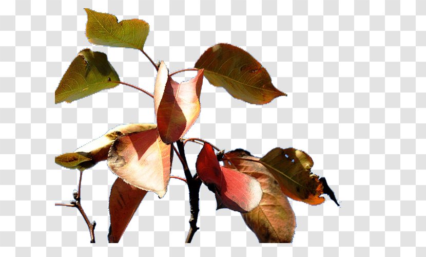 Leaf Apple Petal - Arthropod - Leaves Transparent PNG
