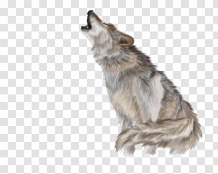 Gray Wolf Coyote Clip Art - Snout - Wildlife Transparent PNG
