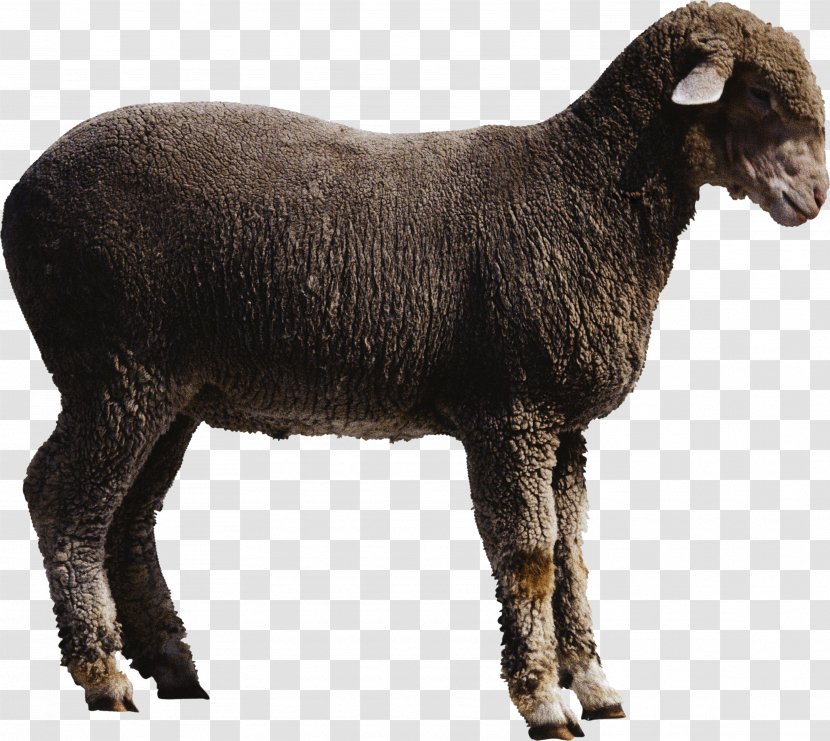 Goat Sheep - Image Transparent PNG