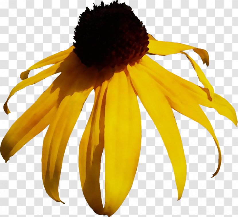 Sunflower - Paint - Rudbeckia Transparent PNG