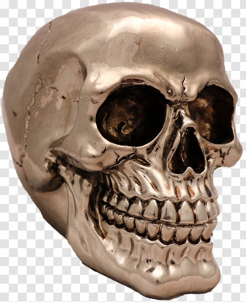 Skull Skeleton Snout Jaw - Head Transparent PNG