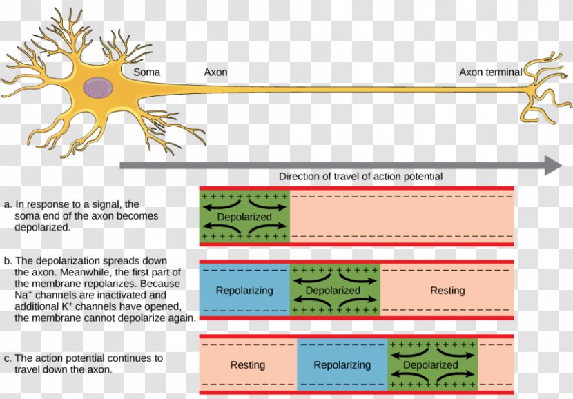 Action Potential Neuron Nerve Nervous System Neurotransmission - Resting Transparent PNG