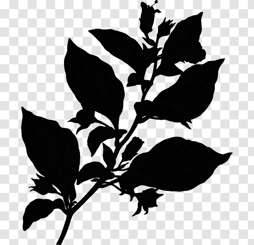Belladonna Plants Flowering Plant Aubergines Poison - Toxicity - Flower Transparent PNG