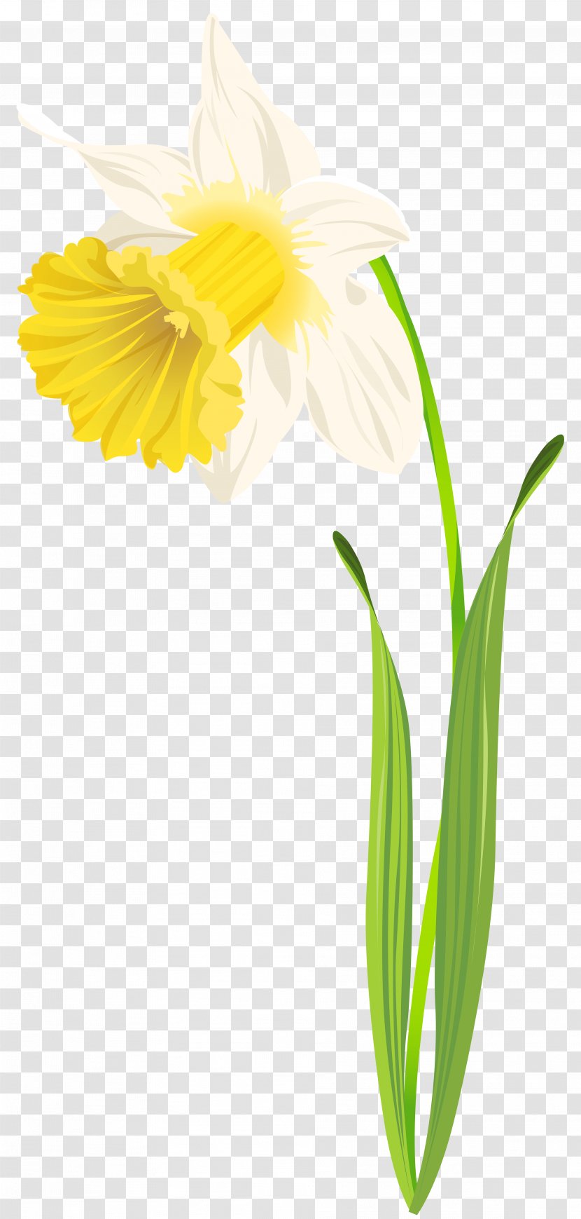 Daffodil Flower Clip Art - Blog - Grasshopper Transparent PNG
