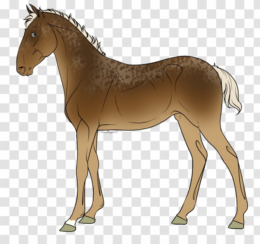 Mule Foal Mare Stallion Mustang - Yonni Meyer - Stats Flyers Transparent PNG