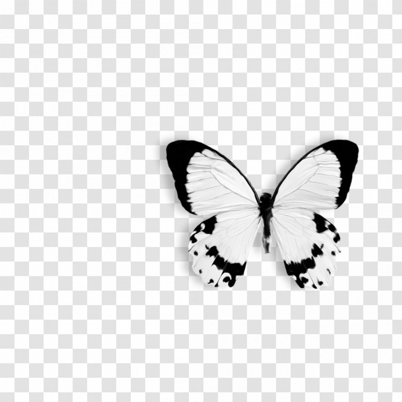 Butterfly Papilio Dardanus Drawing Black And White Clip Art - Twigs Transparent PNG