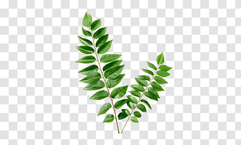 Curry Tree Flavor Health Organic Food - Plant Stem - Leaves Transparent PNG