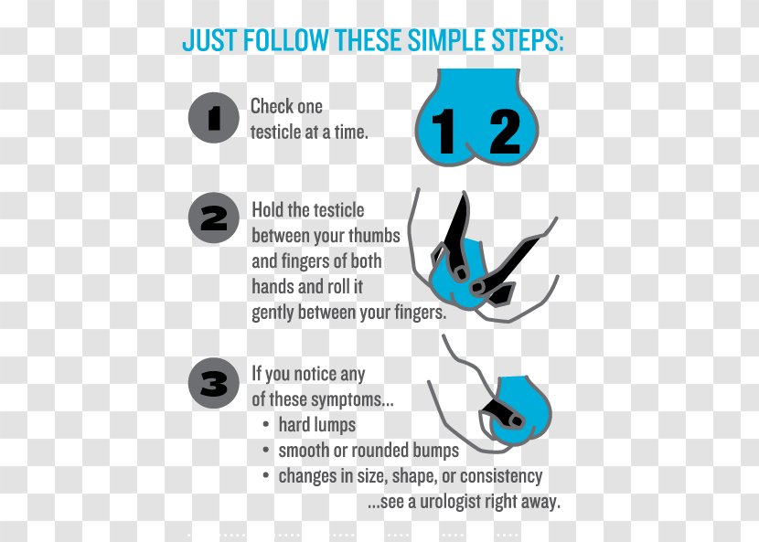 Testicular Cancer Testicle Health Prostate - Scrotum - Male Reproductive System Transparent PNG