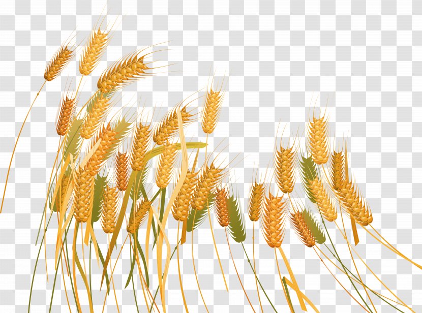 Wheat Caryopsis Clip Art - Grasses Transparent PNG