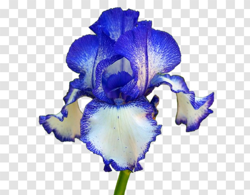 Orris Root Flower Iris Croatica Plant Germanica - Violet - Beauty Things Transparent PNG