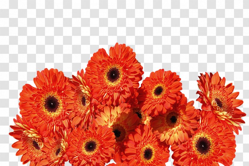 Transvaal Daisy Cut Flowers Orange Floral Design - Petal - Gerbera Transparent PNG