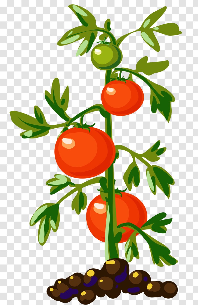 Vegetable Cherry Tomato Plant Clip Art - Flowering - Pot Transparent PNG