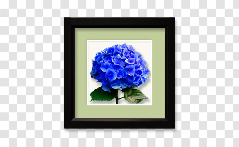 Hydrangea Cut Flowers Blue Rose - Family Transparent PNG